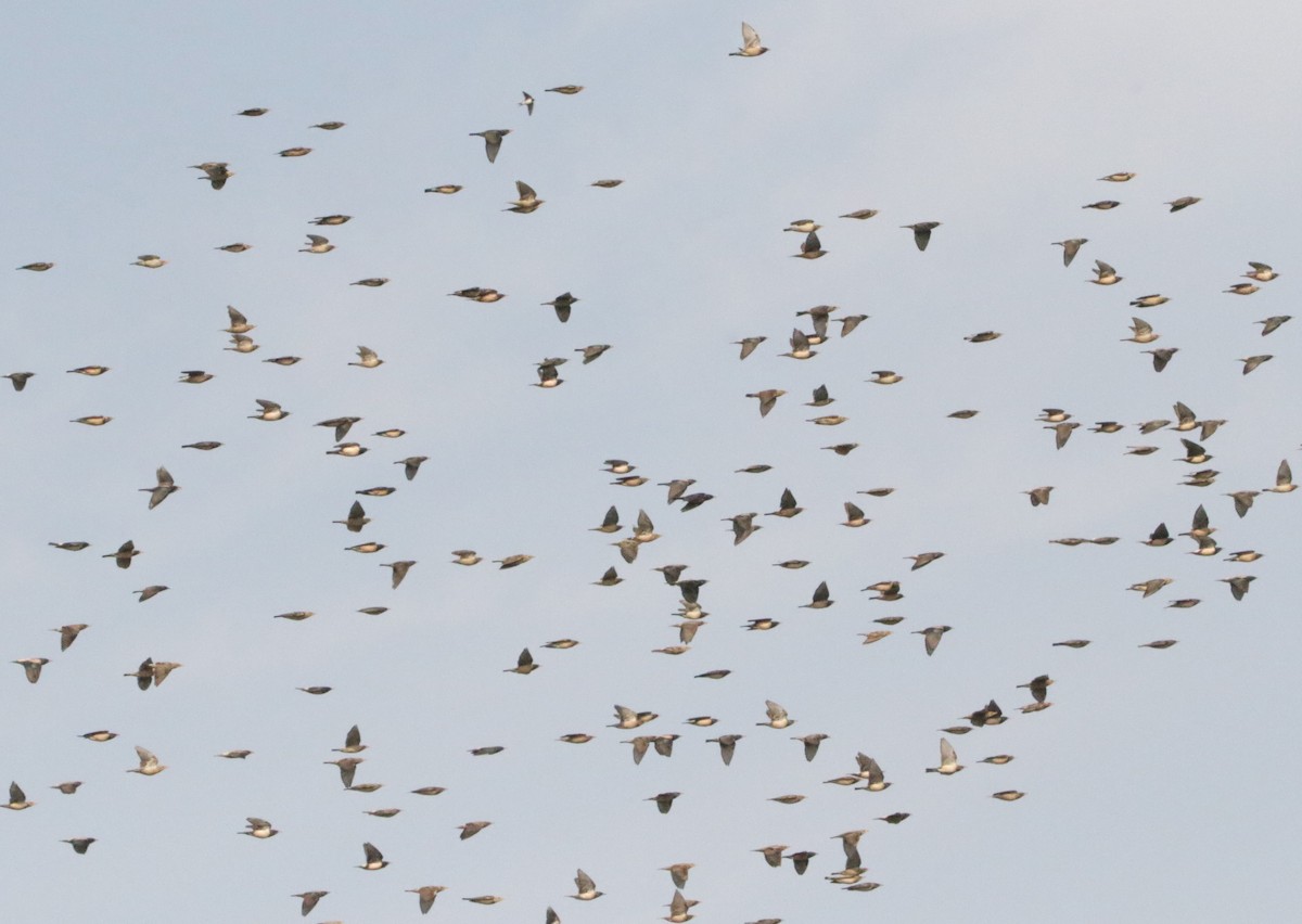 Rosy Starling - ML646440420