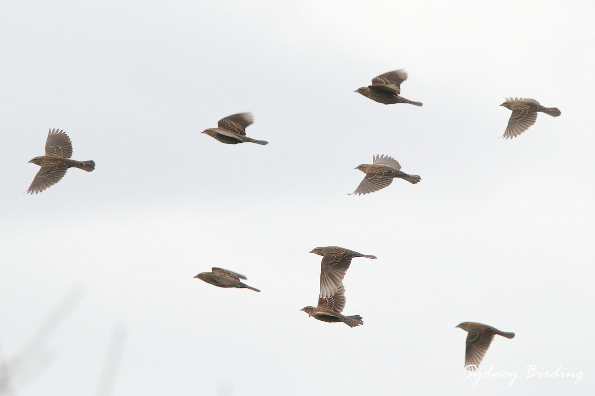 Red-winged Blackbird - ML646440421