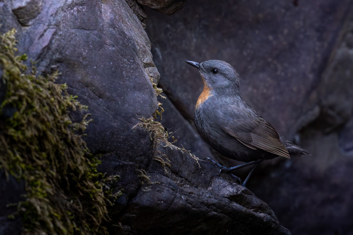 Rufous-throated Dipper - ML646440422