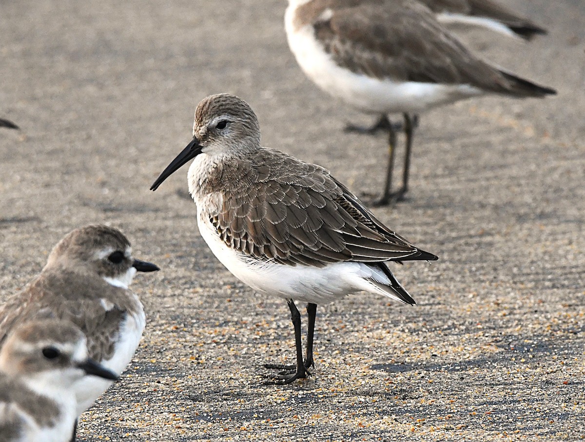 Хар элсэг - ML646440423