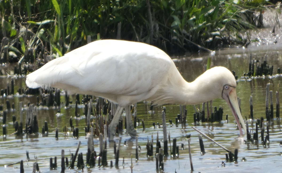 Yellow-billed Spoonbill - ML646440427