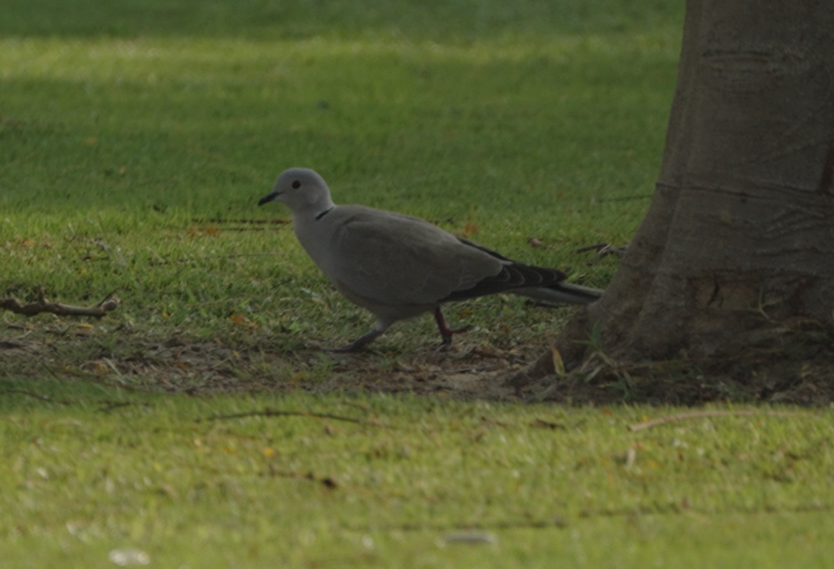 Eurasian Collared-Dove - ML646440429