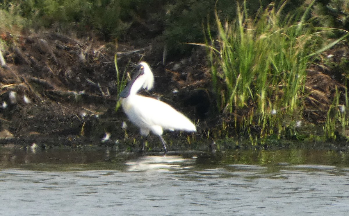 Royal Spoonbill - ML646440430