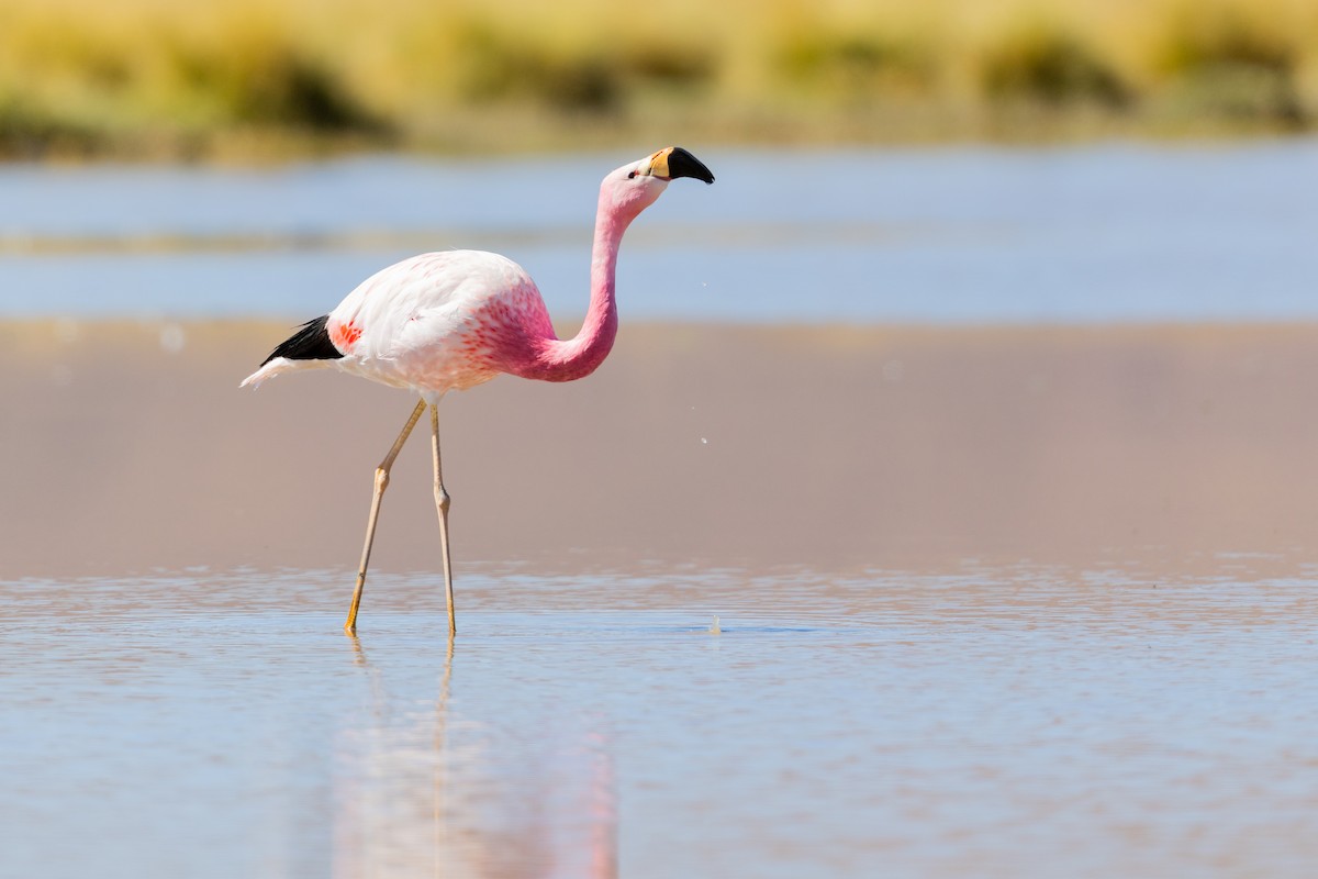 Andean Flamingo - ML646440434