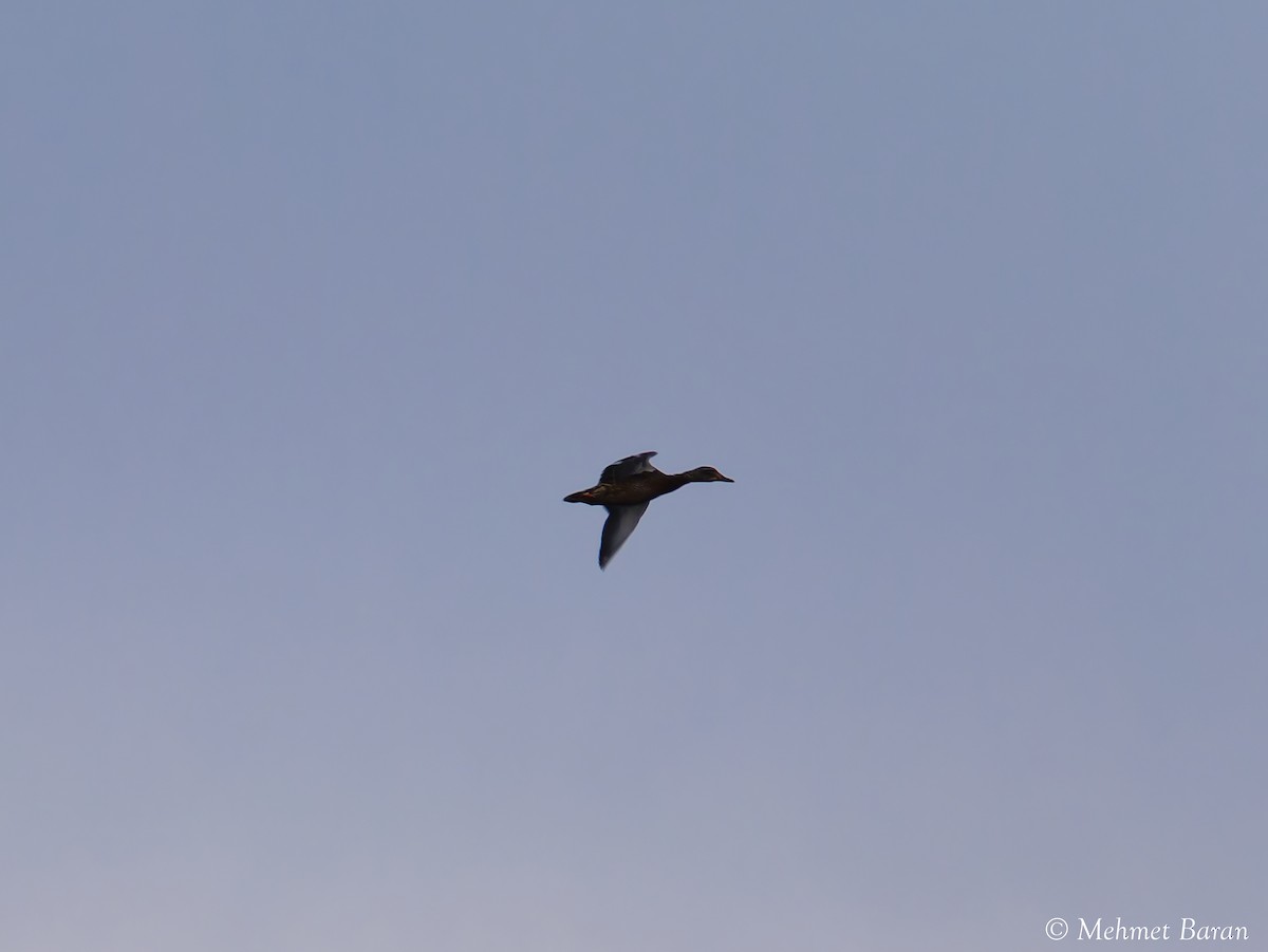 kachna divoká - ML646440435