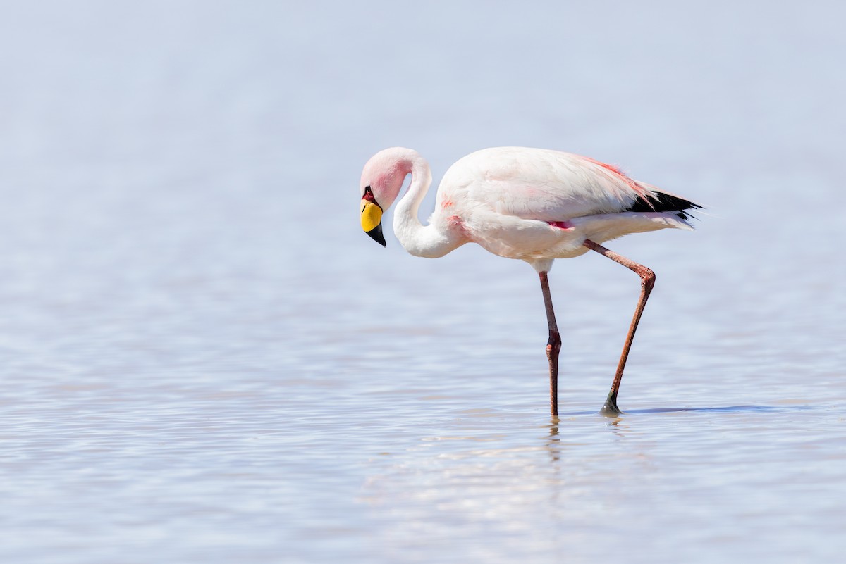 James's Flamingo - ML646440436