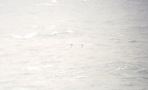 Хар монхдой - ML646440438