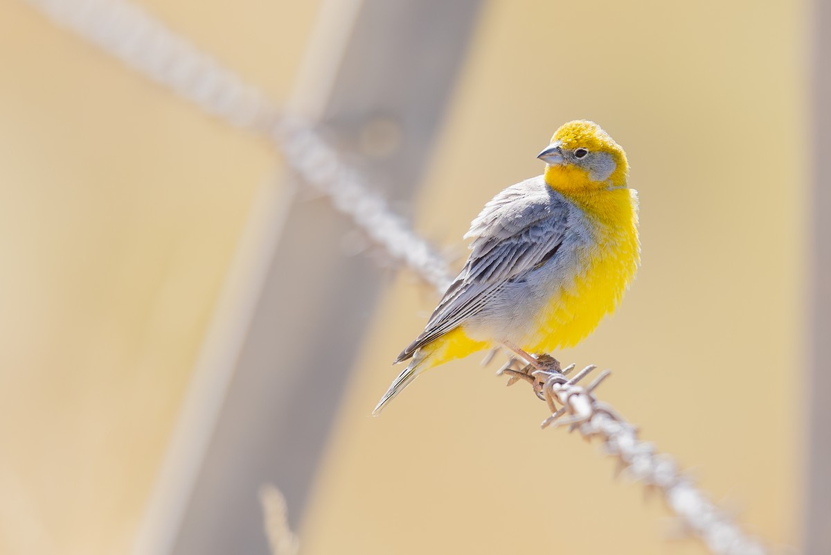 Bright-rumped Yellow-Finch - ML646440440