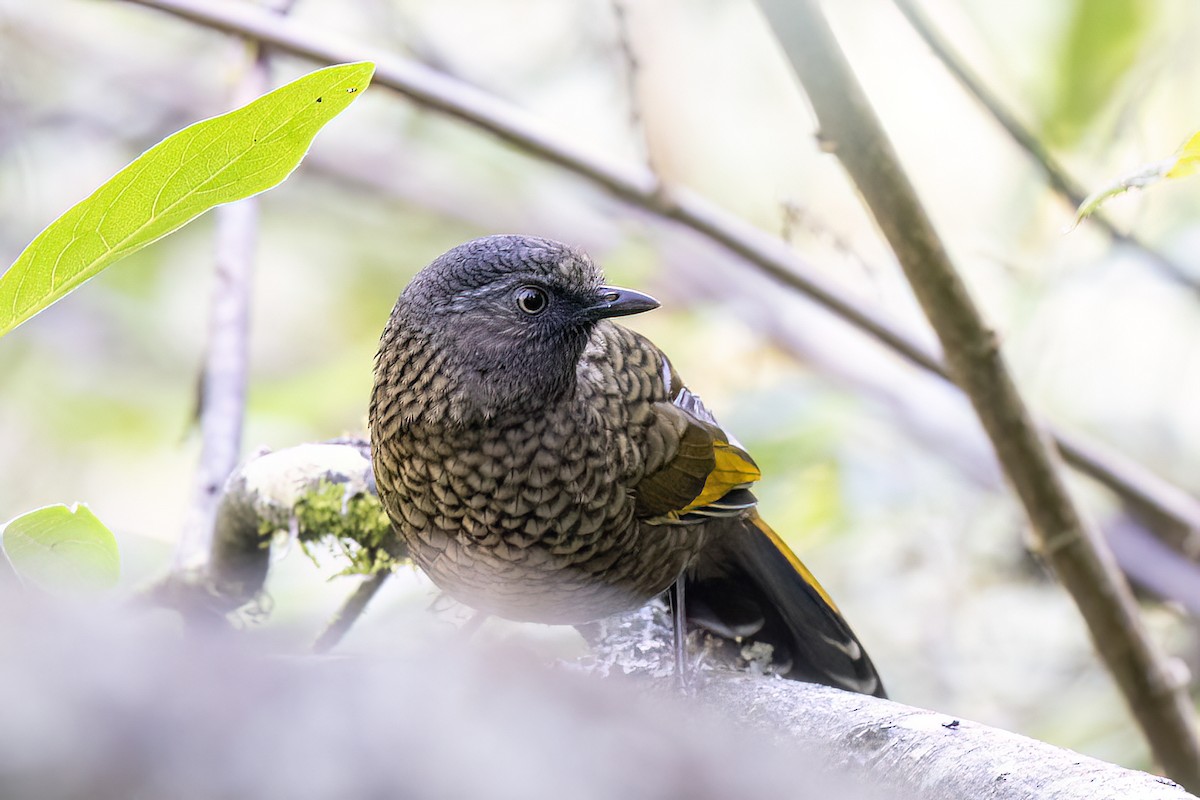 Scaly Laughingthrush - ML646440444
