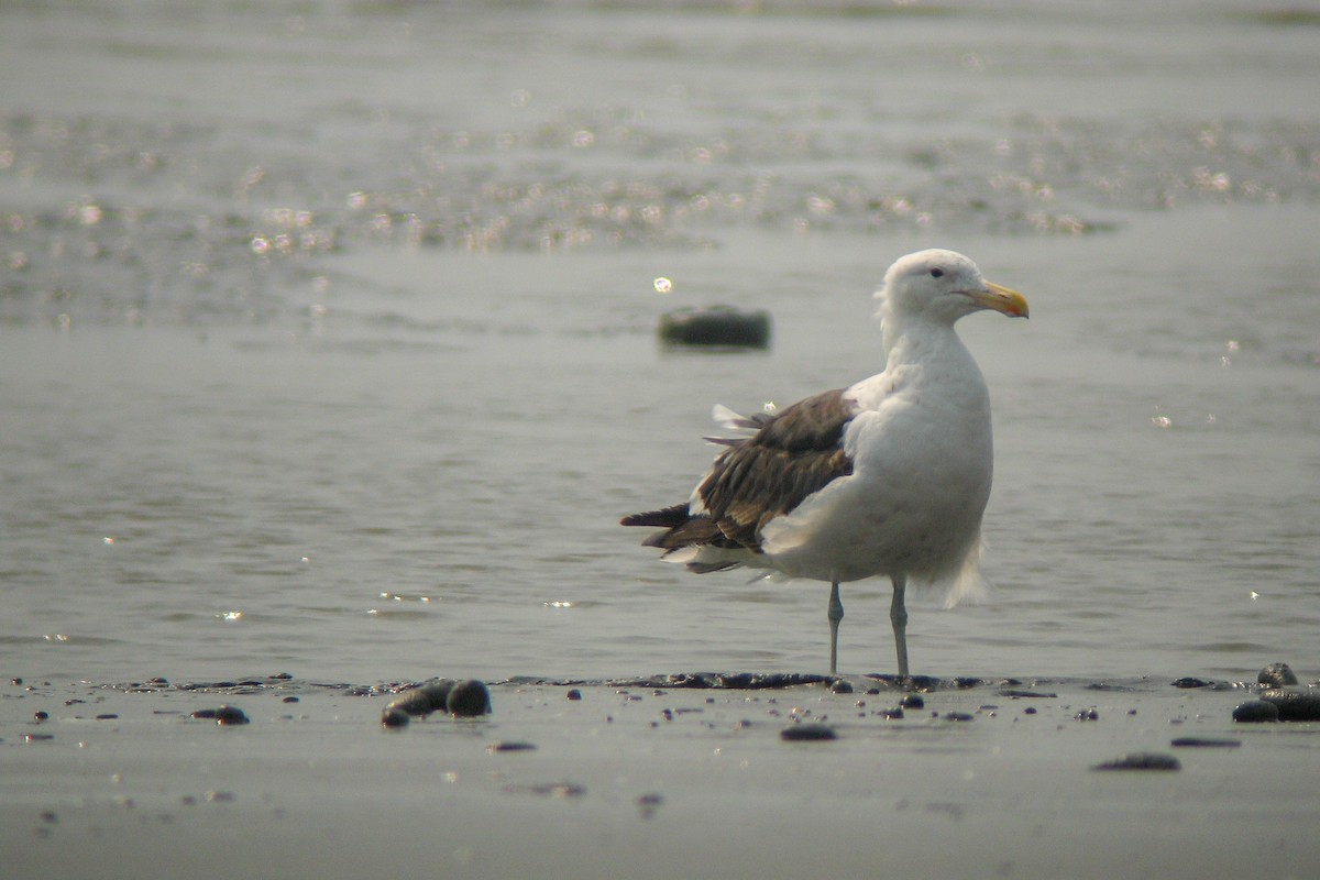 Kelp Gull - ML646440447