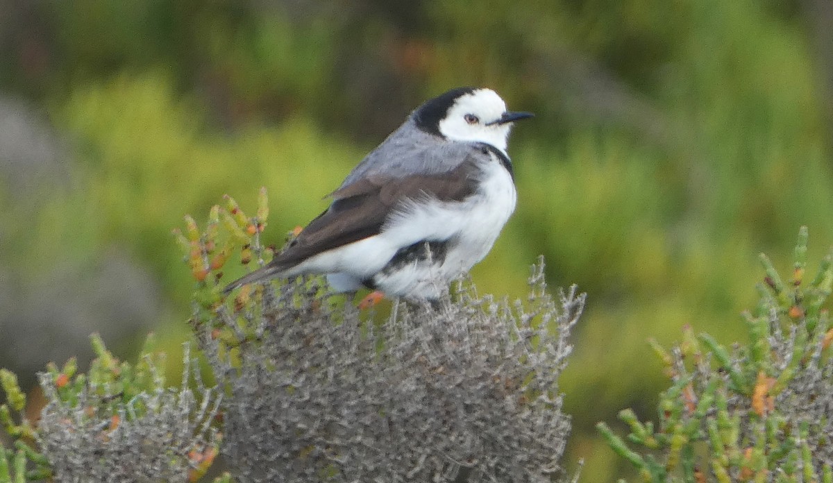 White-fronted Chat - ML646440449