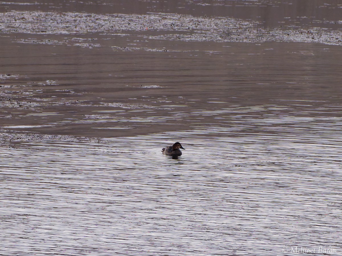 polák velký - ML646440450