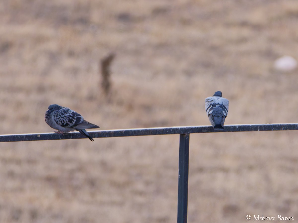 holub skalní (domácí) - ML646440452