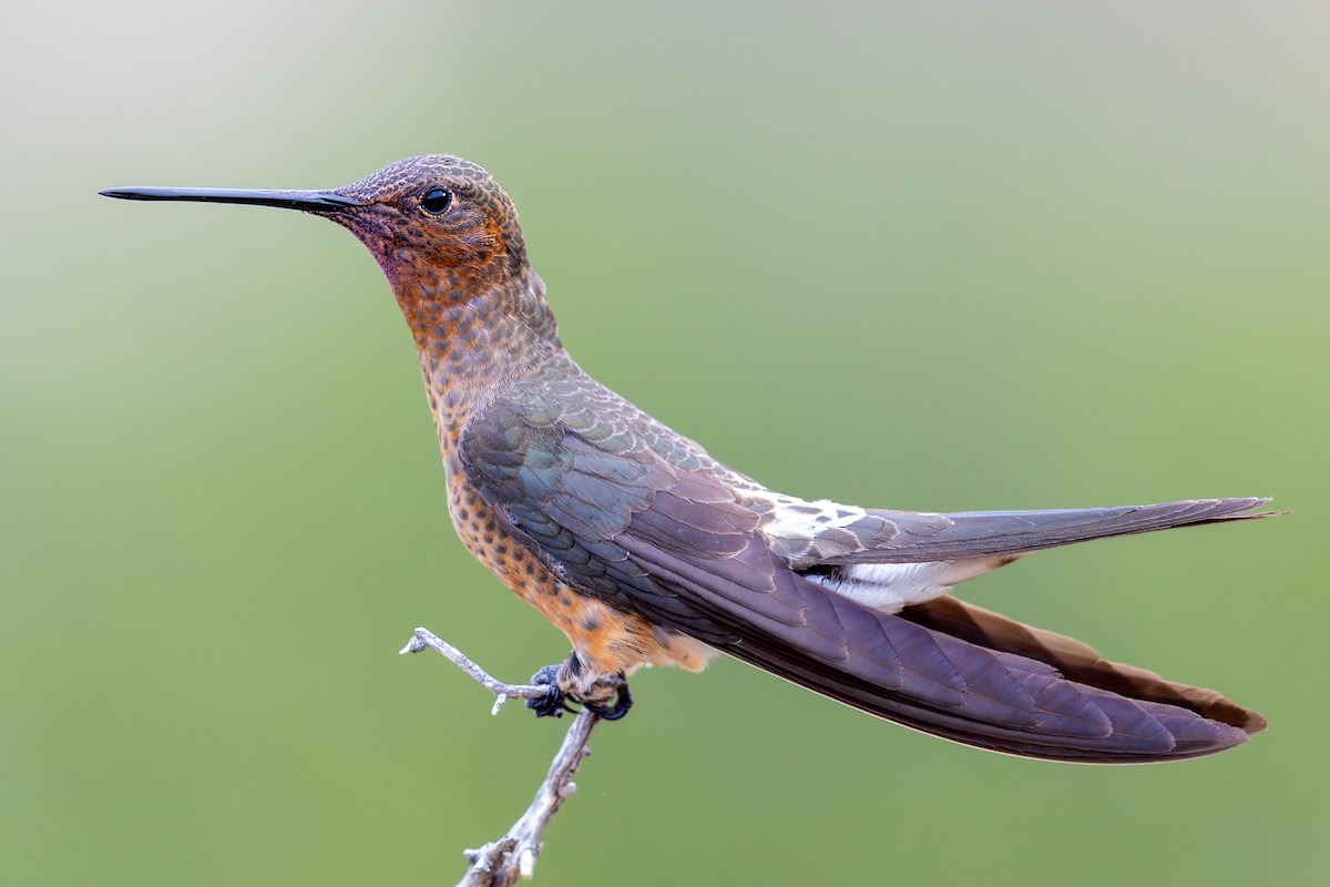Giant Hummingbird - ML646440453