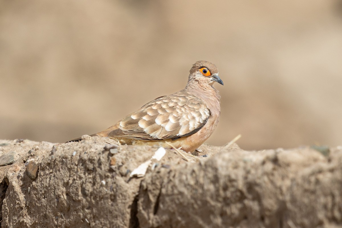 Bare-faced Ground Dove - ML646440455