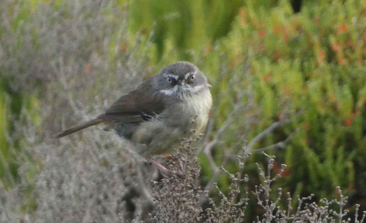 White-browed Scrubwren (White-browed) - ML646440456