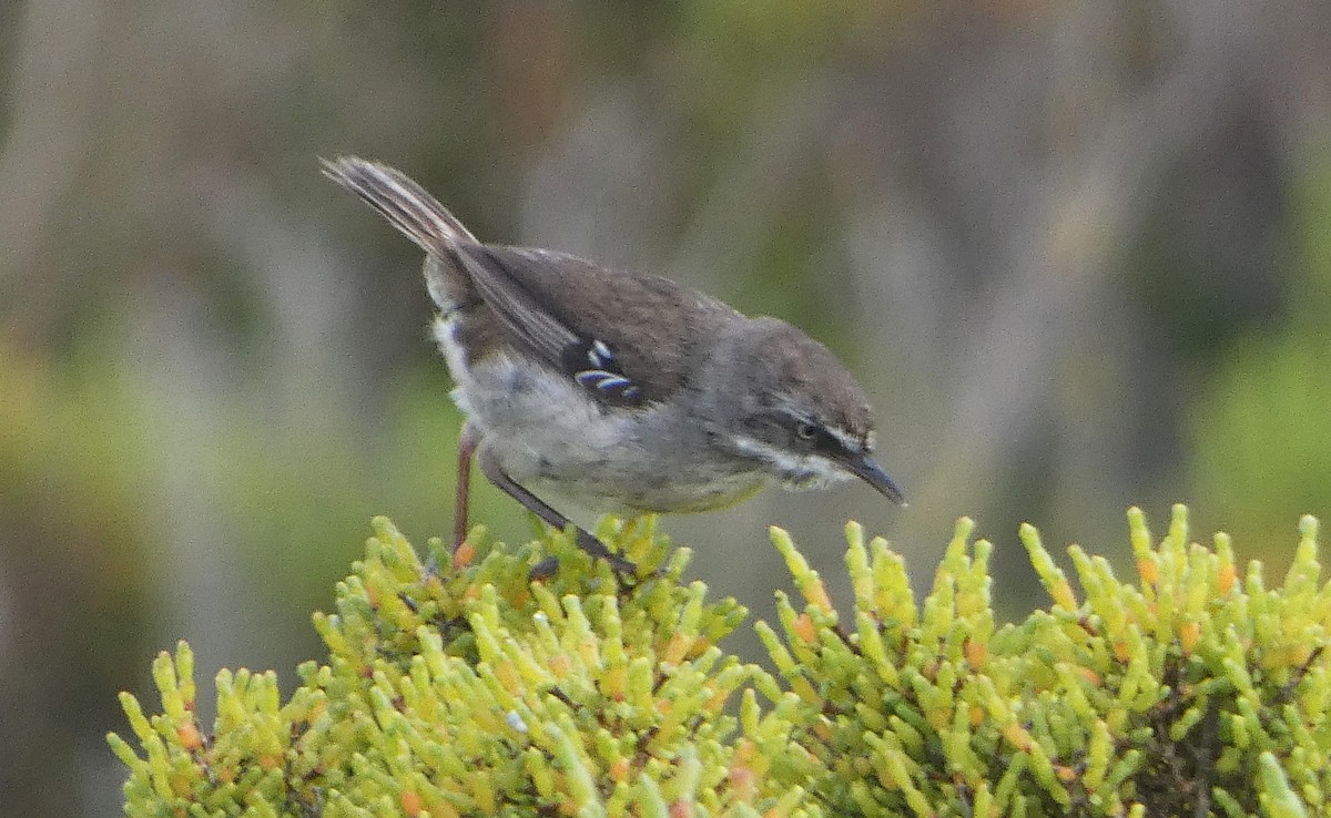 White-browed Scrubwren (White-browed) - ML646440458
