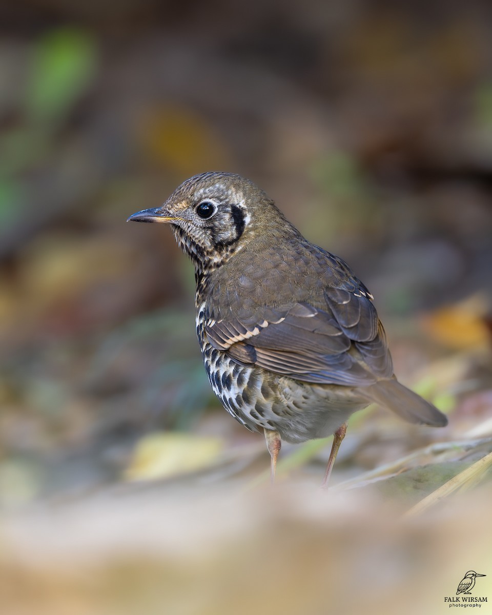 Chinese Thrush - ML646440459