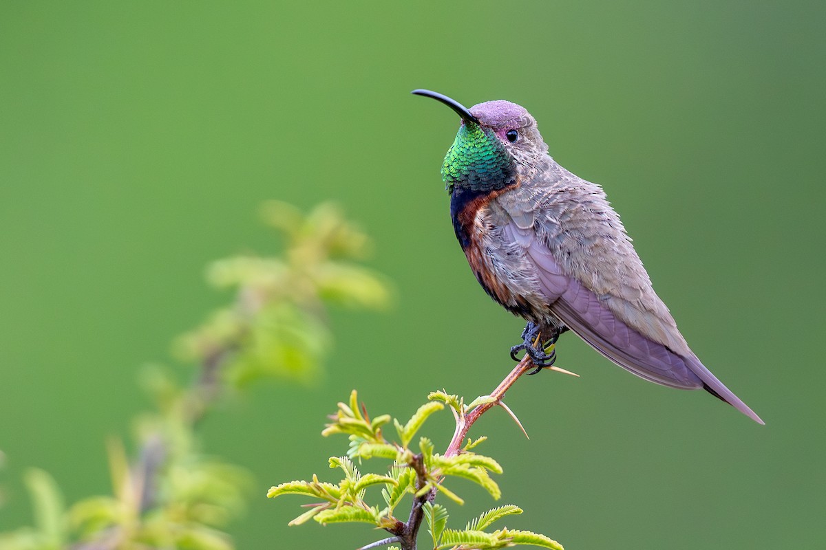 Wedge-tailed Hillstar - ML646440460