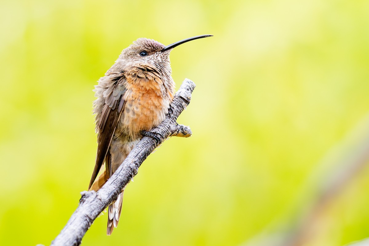 Wedge-tailed Hillstar - ML646440461