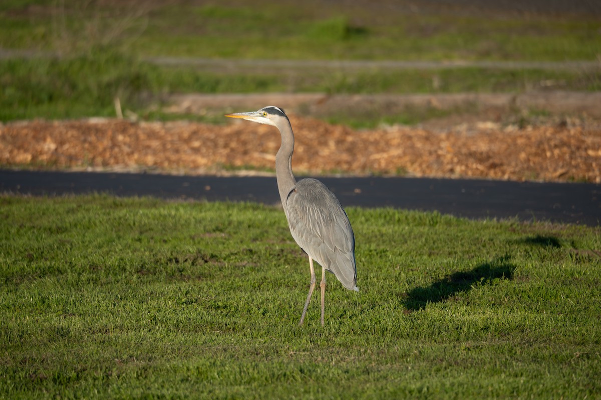 Great Blue Heron - ML646440462