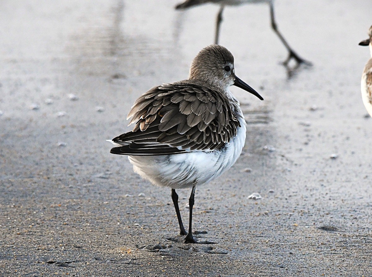 Хар элсэг - ML646440463