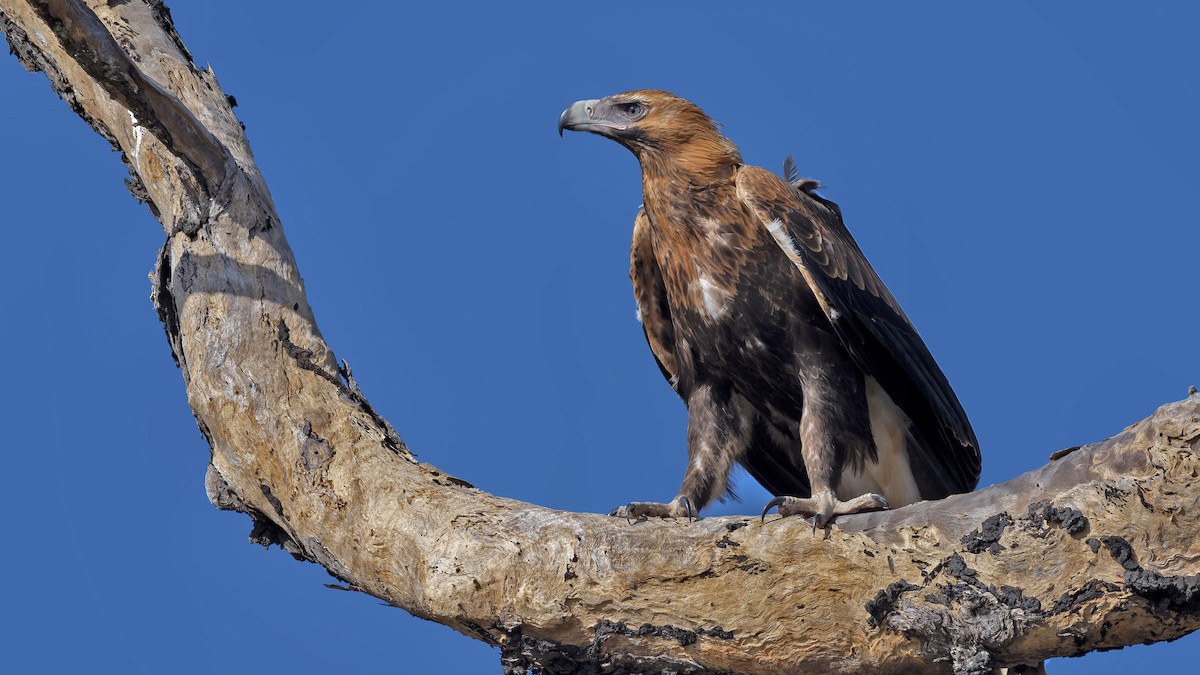 Wedge-tailed Eagle - ML646440464