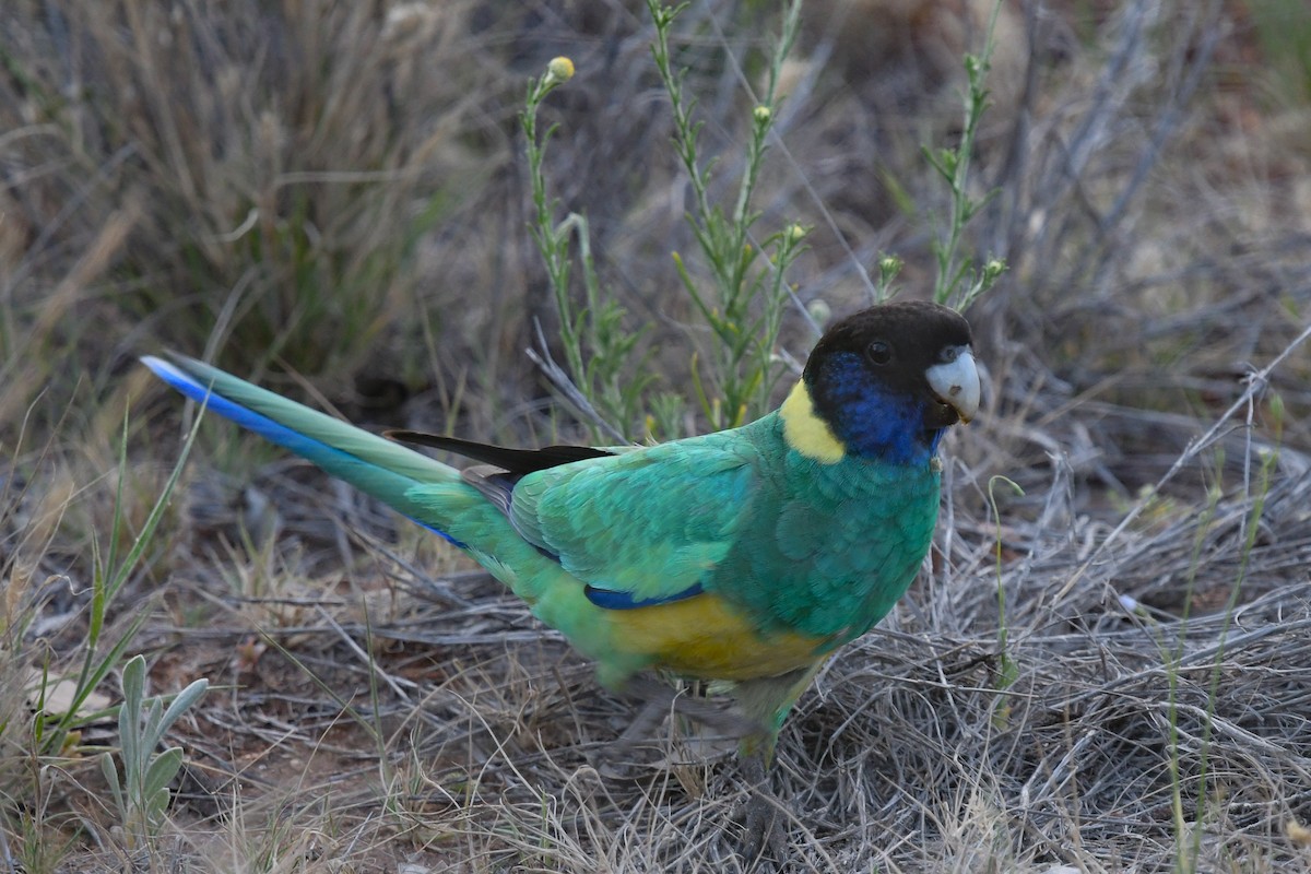 Australian Ringneck (Port Lincoln) - ML646440472