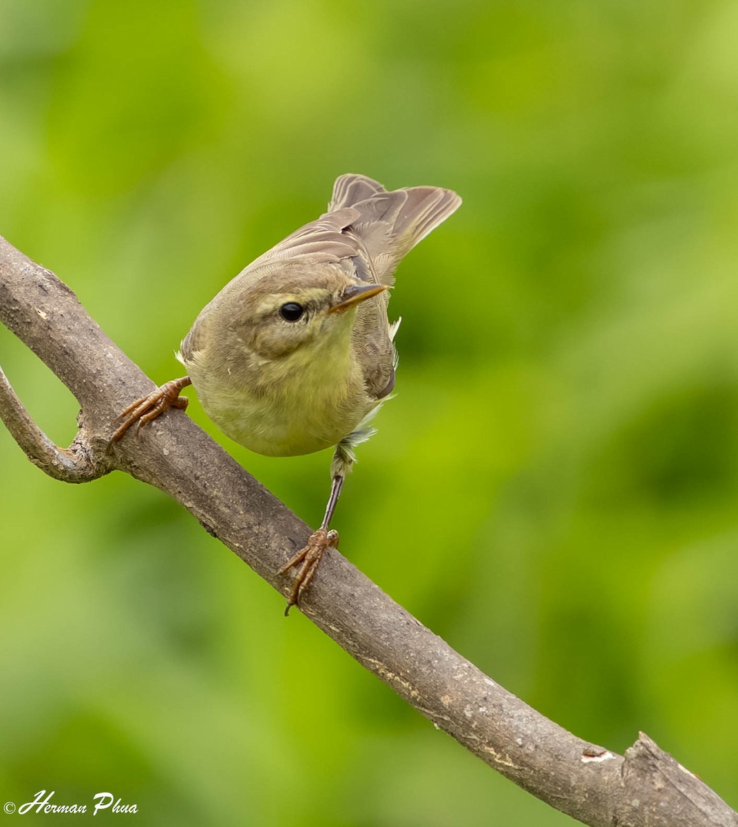 Ногоон дууч шувуу - ML646440473