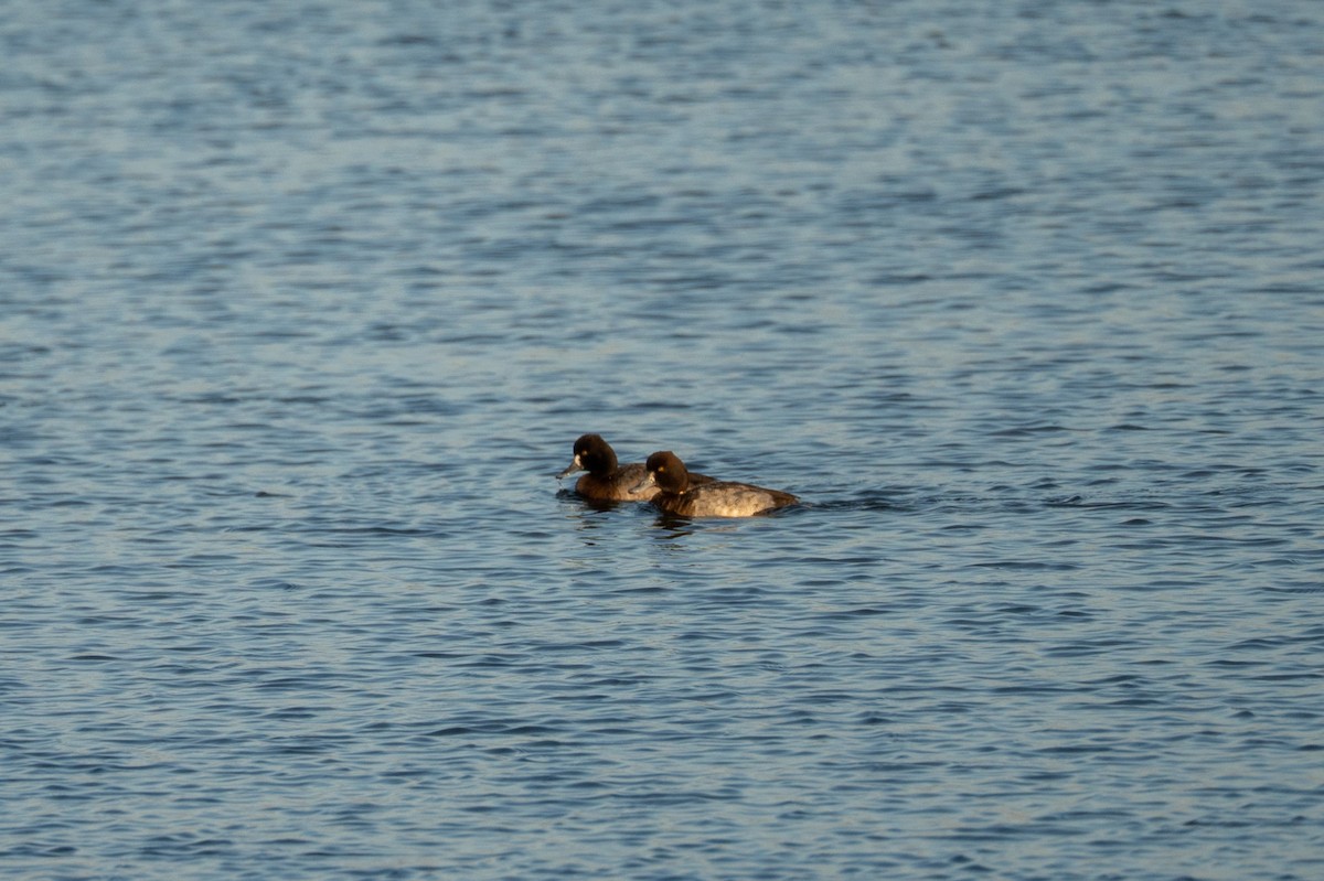 小斑背潛鴨 - ML646440474