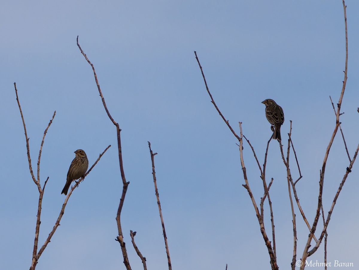 strnad luční - ML646440475