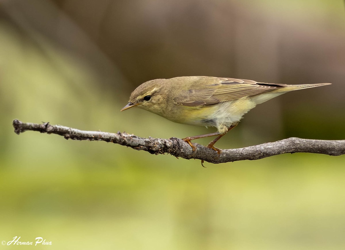 Ногоон дууч шувуу - ML646440477