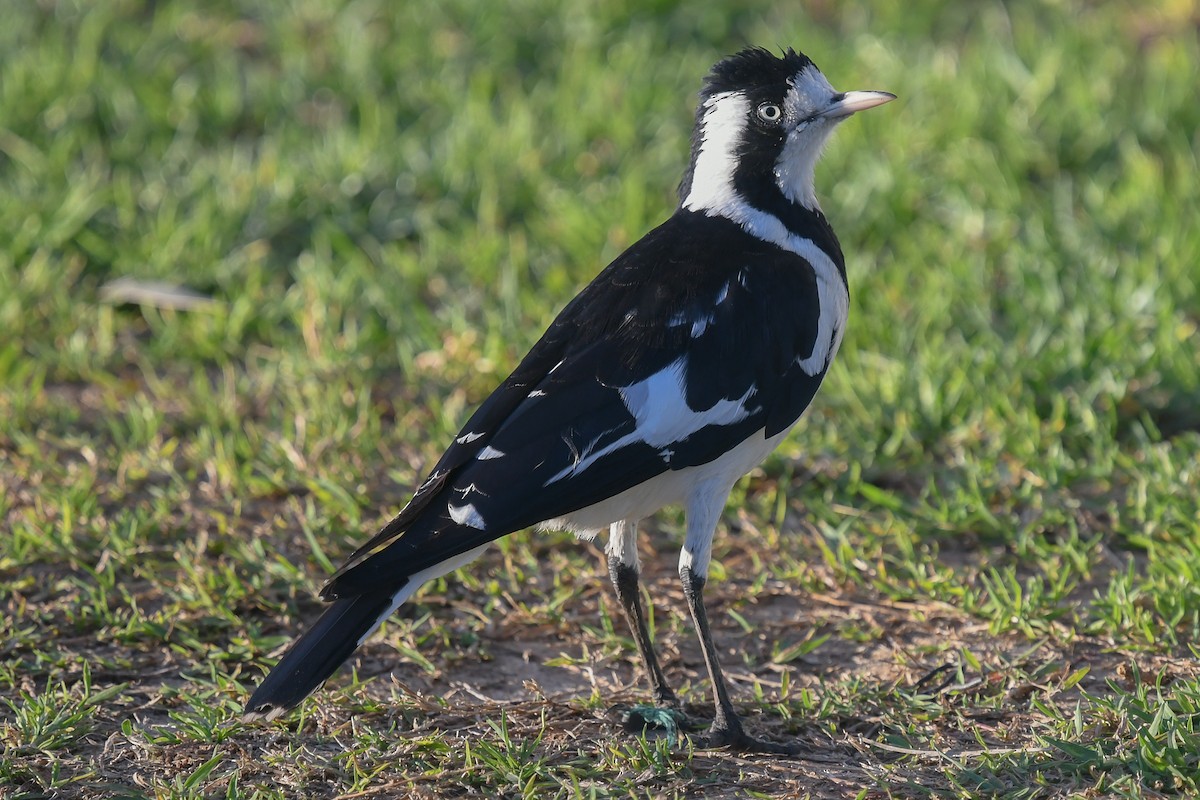 Magpie-lark - ML646440479