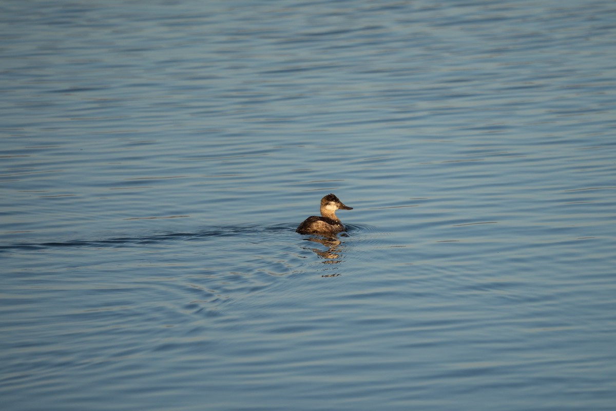 Ruddy Duck - ML646440480