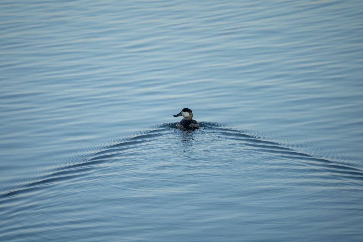 Ruddy Duck - ML646440481
