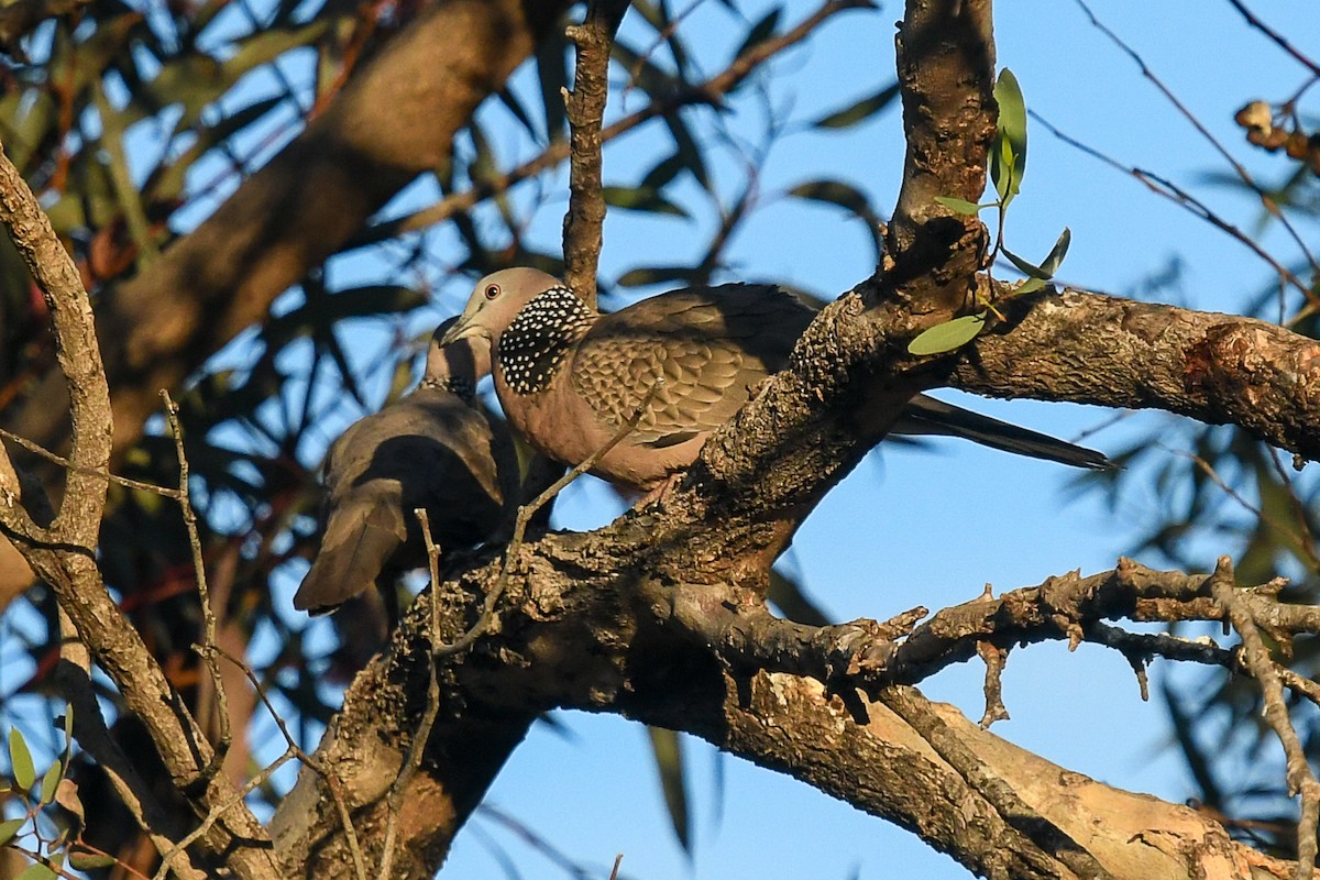 Spotted Dove - ML646440482