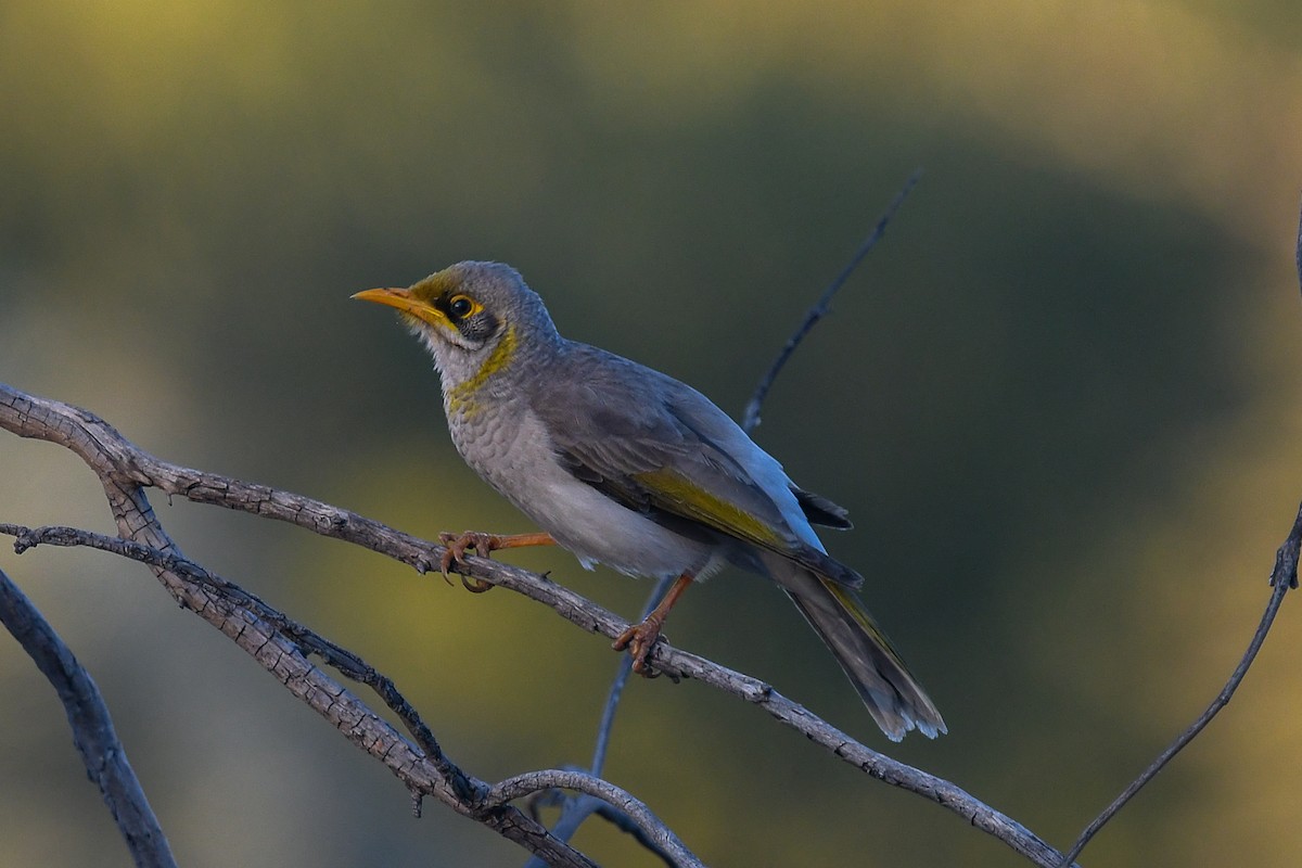 Yellow-throated Miner - ML646440489