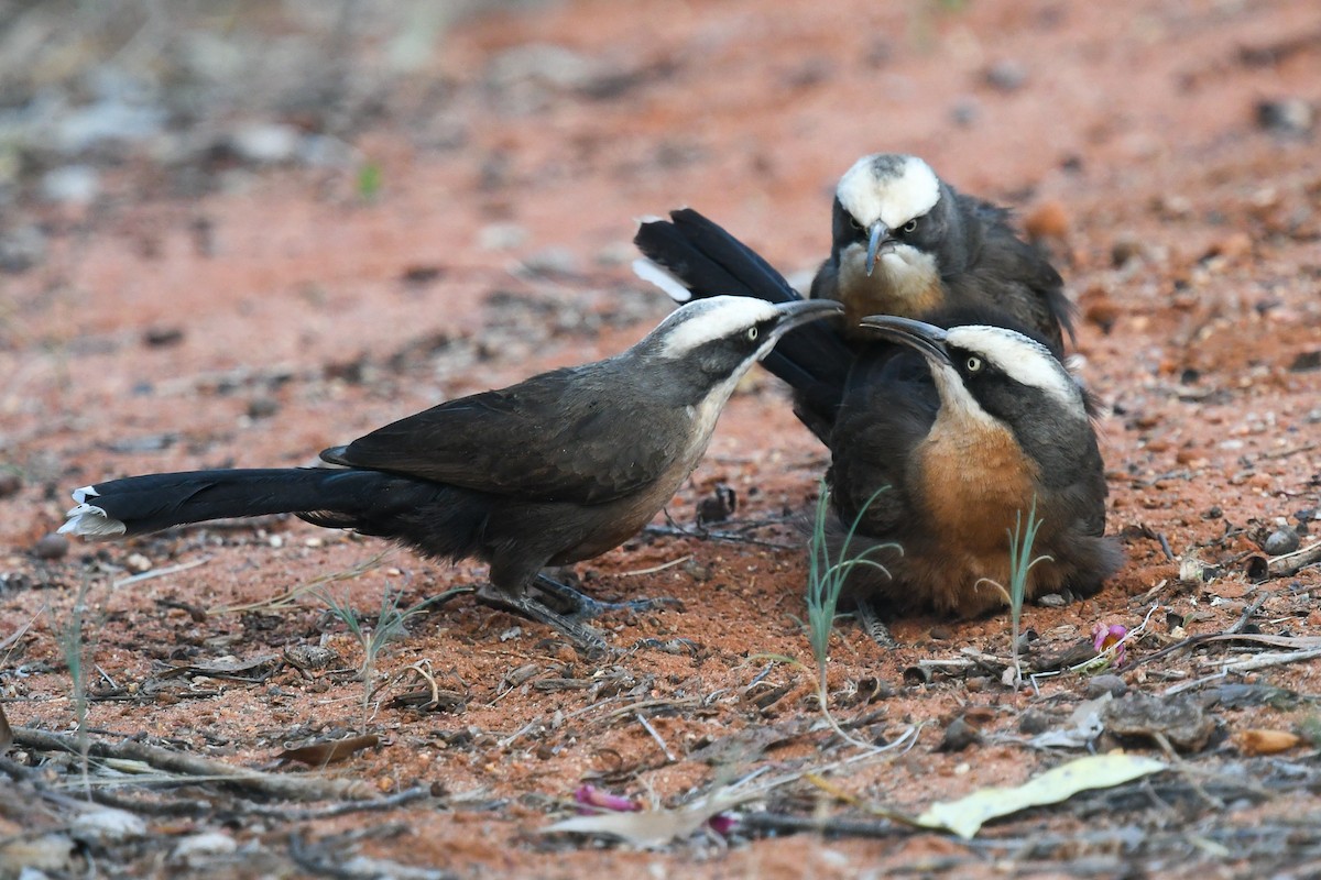 Gray-crowned Babbler - ML646440494