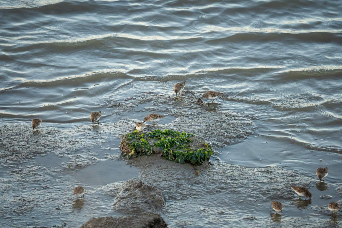 灰斑鴴 - ML646440498