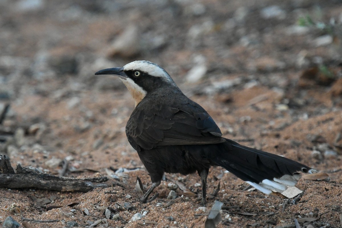 Gray-crowned Babbler - ML646440499