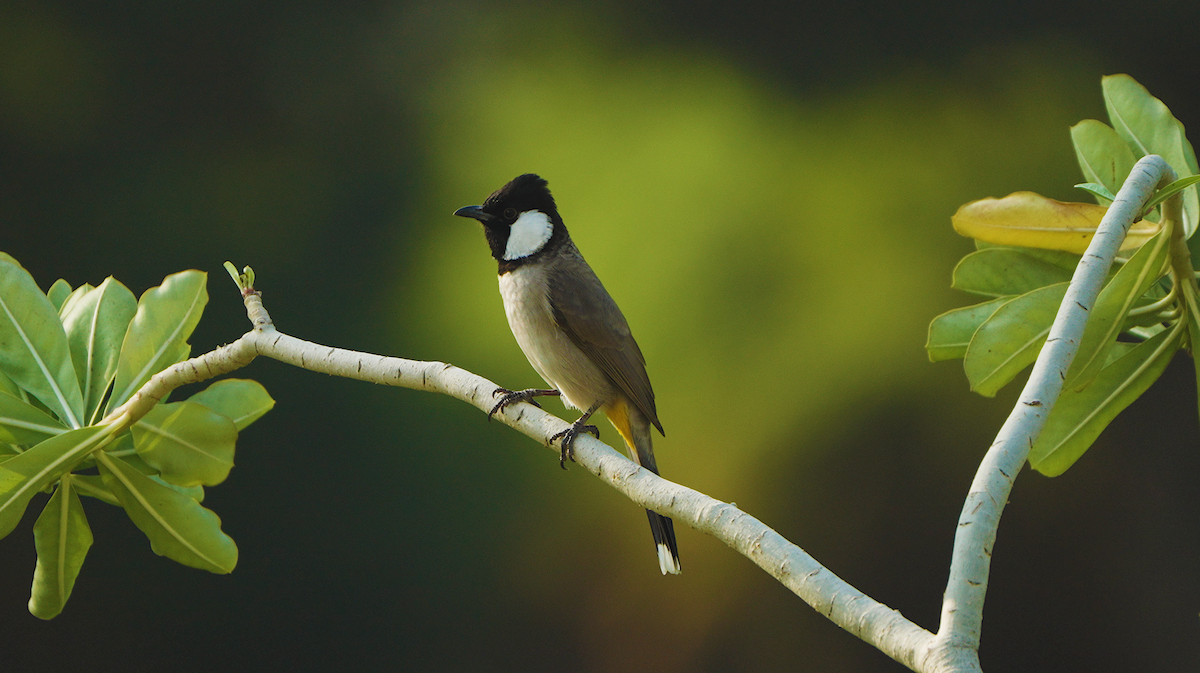 White-eared Bulbul - ML646440503