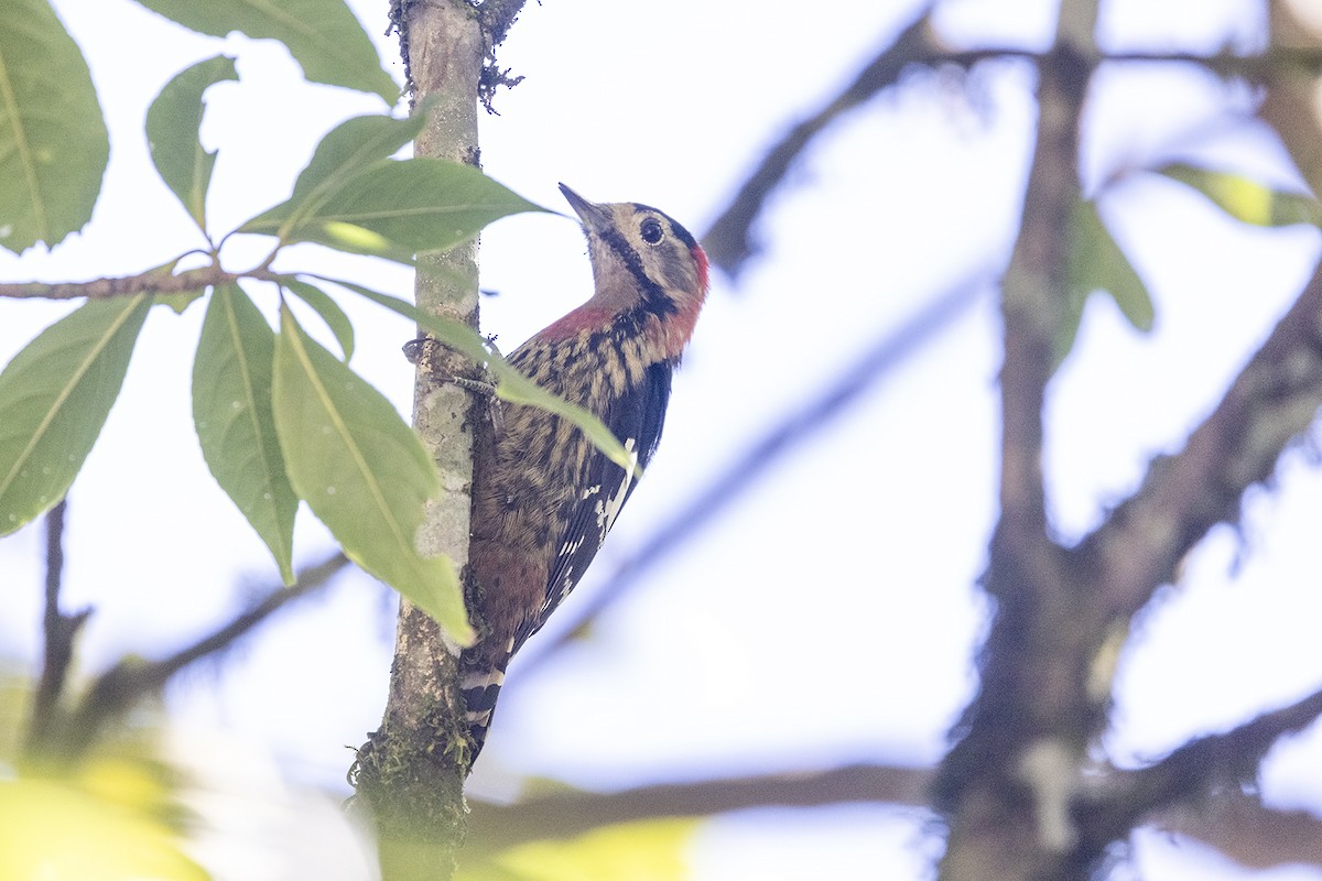 Crimson-naped Woodpecker - ML646440511