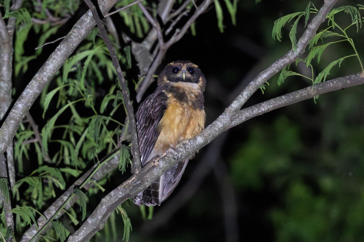 Tawny-browed Owl - ML646440512