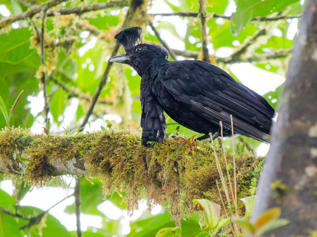 Long-wattled Umbrellabird - ML646440518