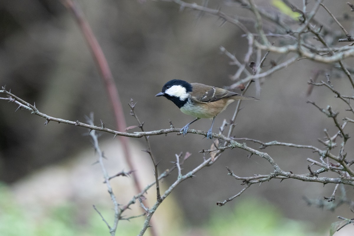 Coal Tit - ML646440519