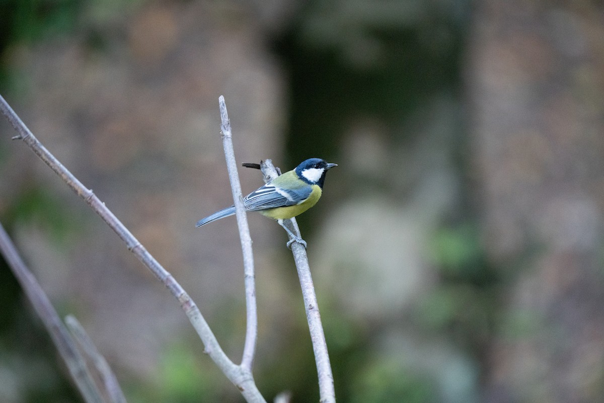 Great Tit - ML646440520