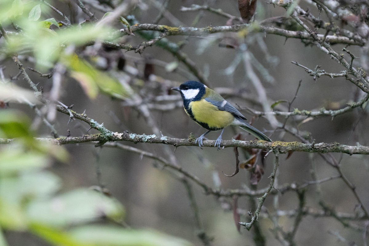 Great Tit - ML646440521
