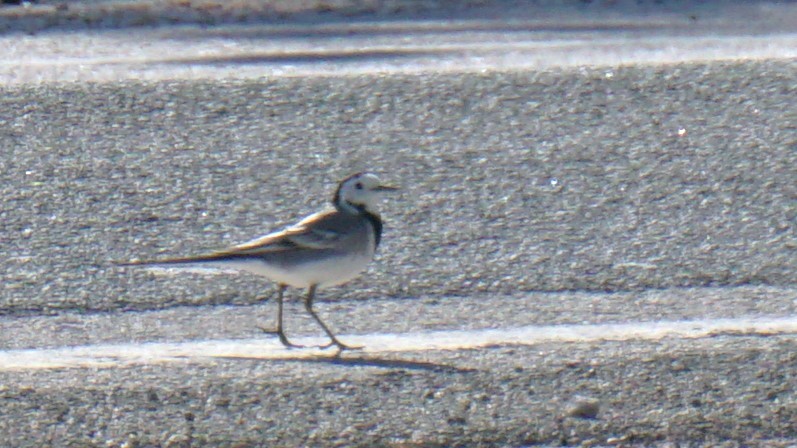 konipas bílý - ML646440522