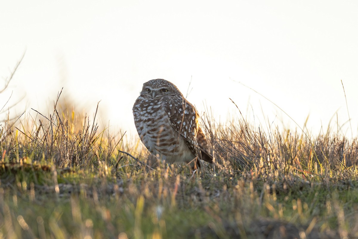 Burrowing Owl - ML646440524