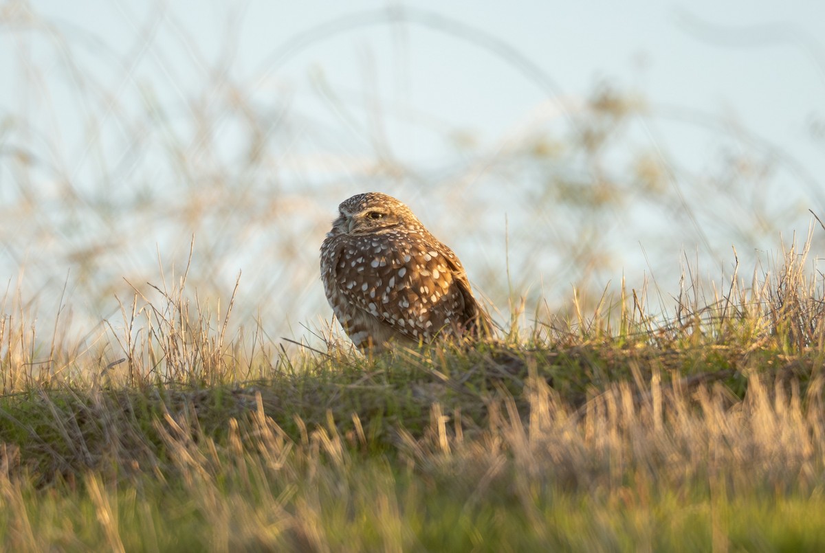 Burrowing Owl - ML646440525